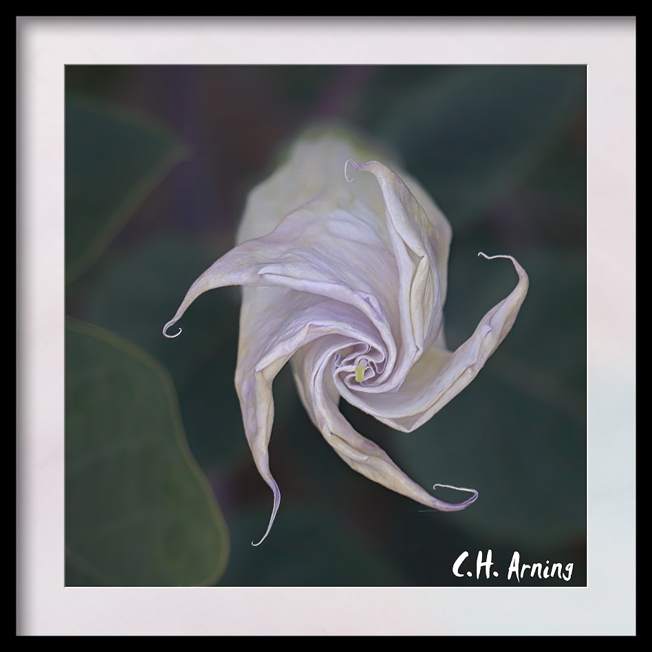 Moonflower