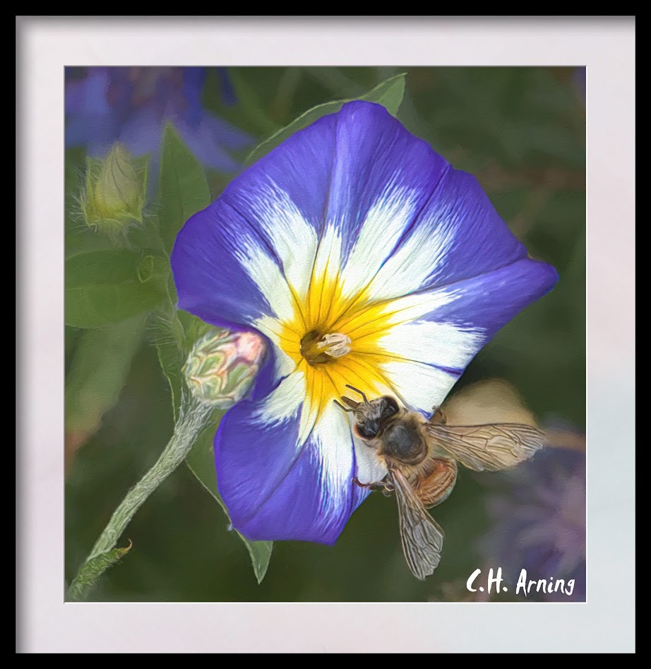 collecting pollen
