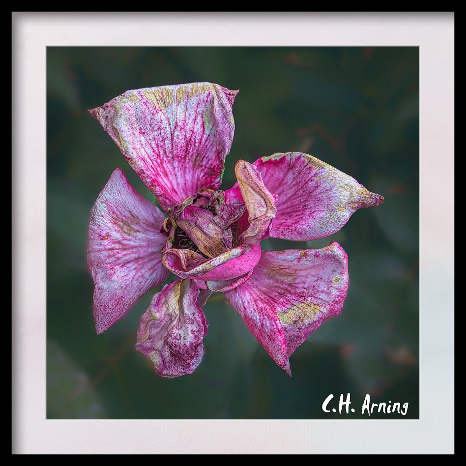 aged rose
