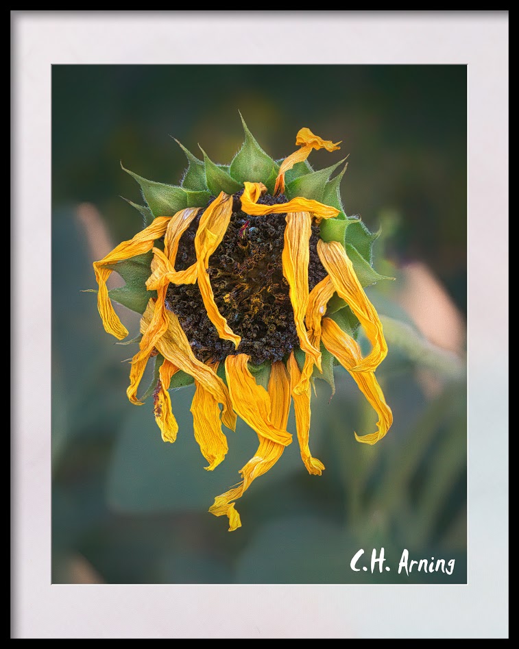 Abscission