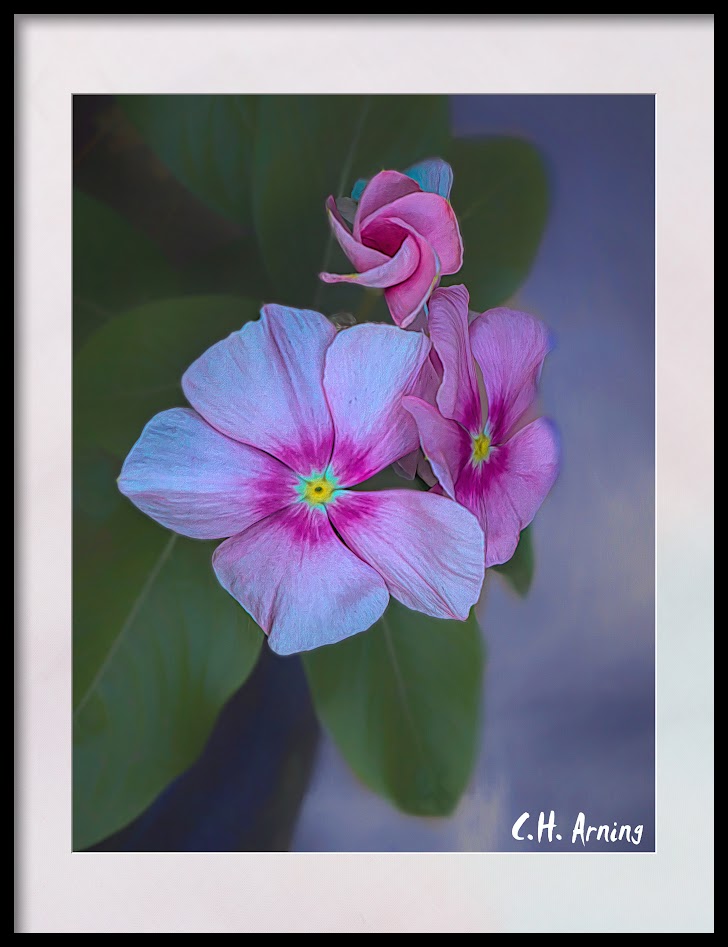 Wife's Flowers