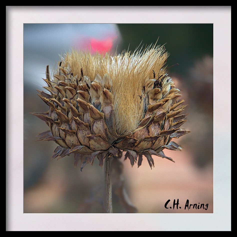 thistle