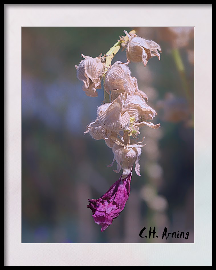 hollyhock