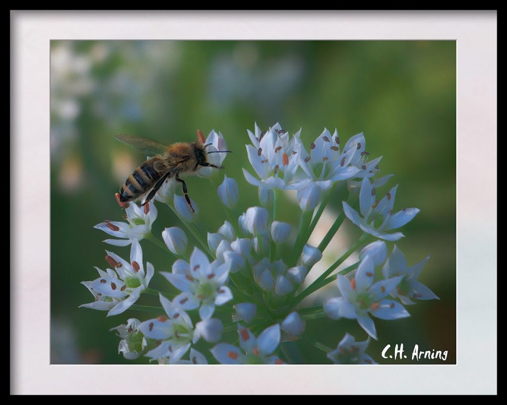 Another Bee