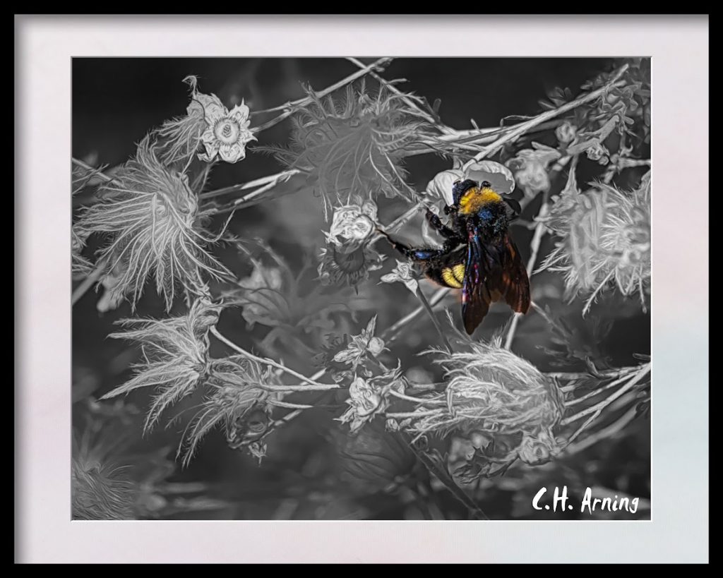 Bumblebee