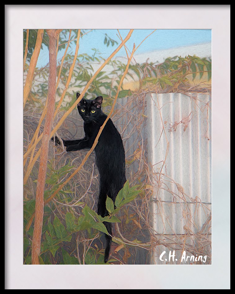 alley cat