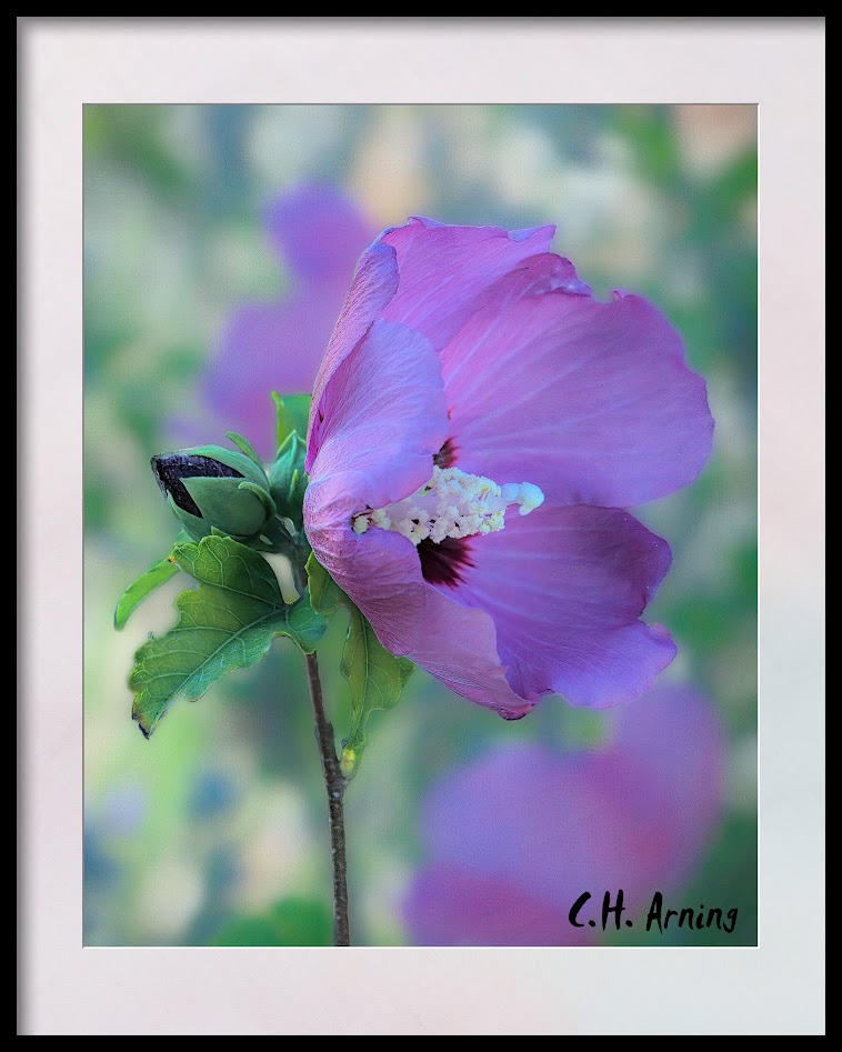 blue hibiscus