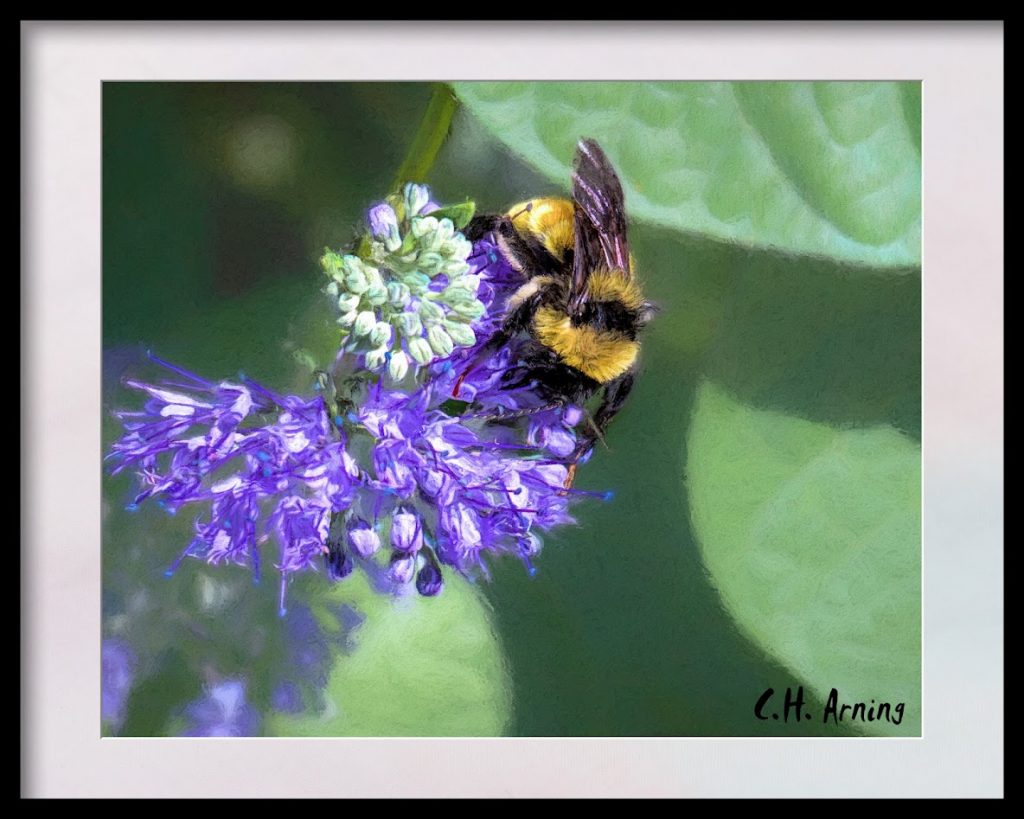 Bumblebee