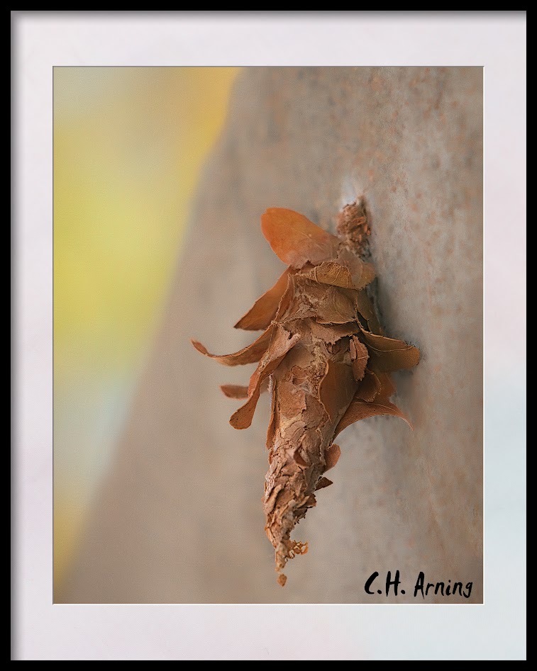 Leaf Case