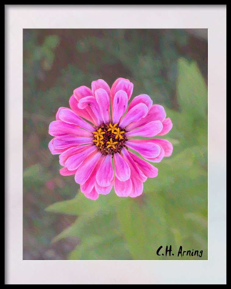 summer flower