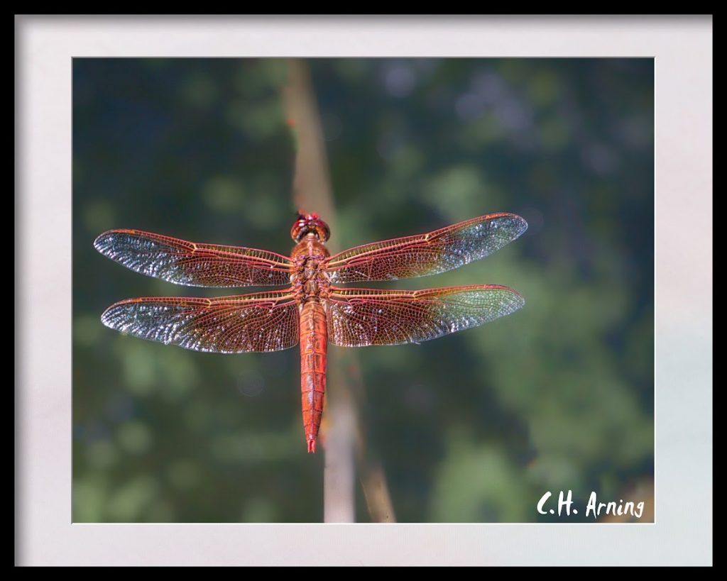 dragonfly