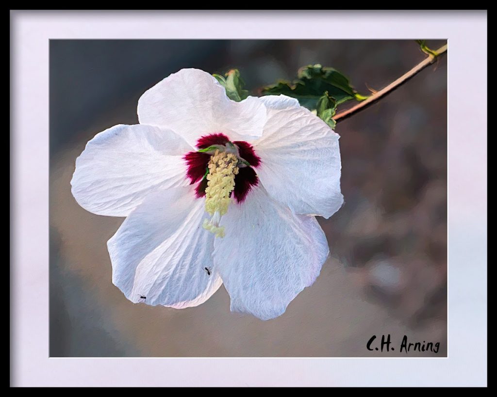 Hollyhock