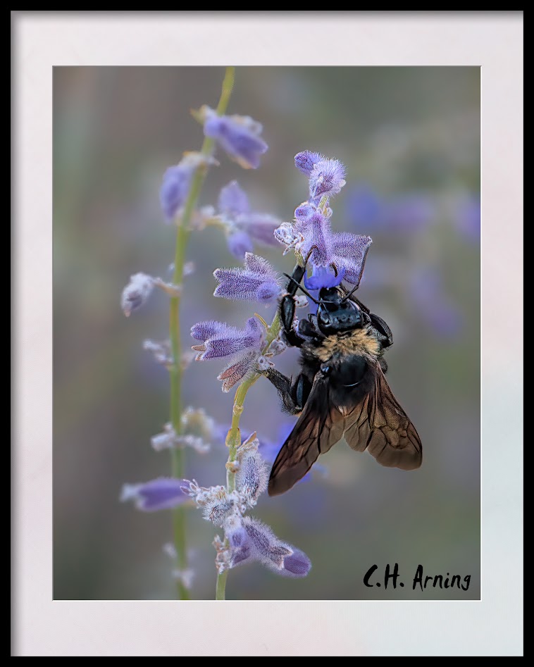 bumble