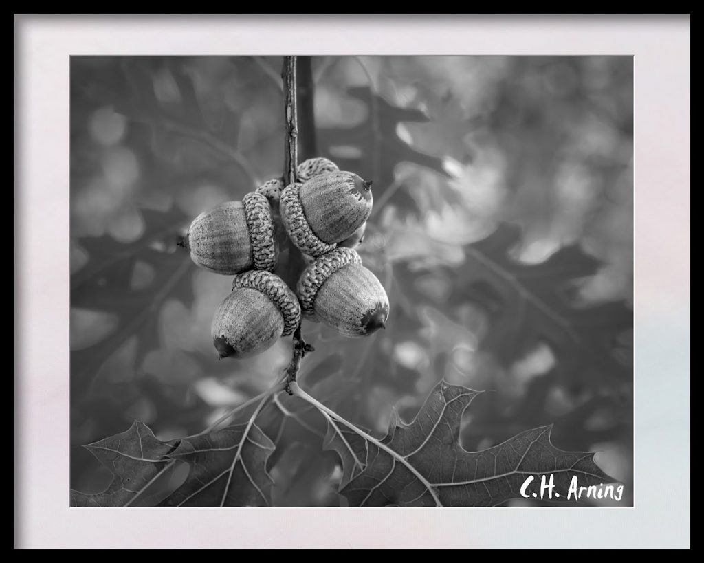 acorns