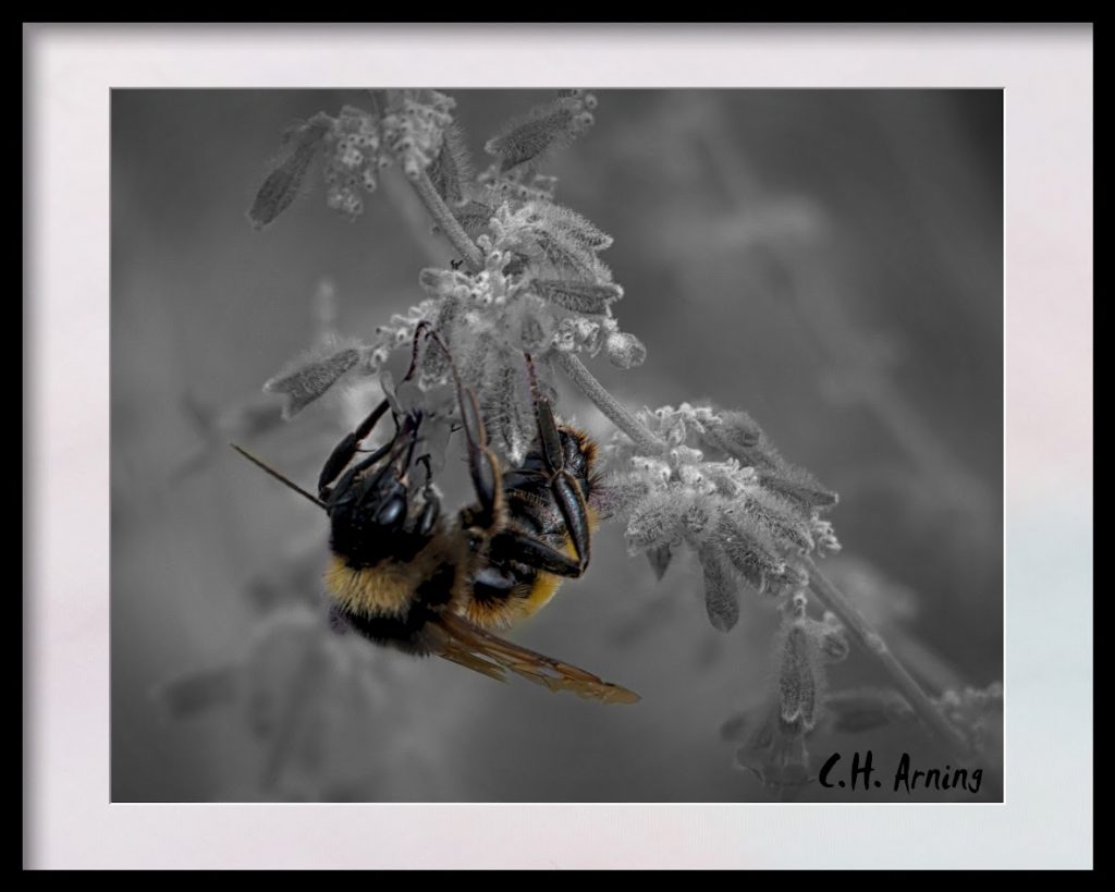 bumblebee in color