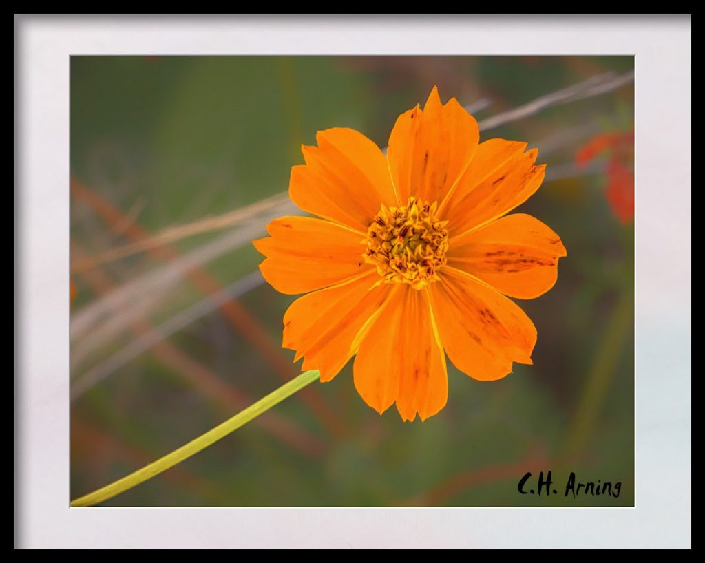 In Orange