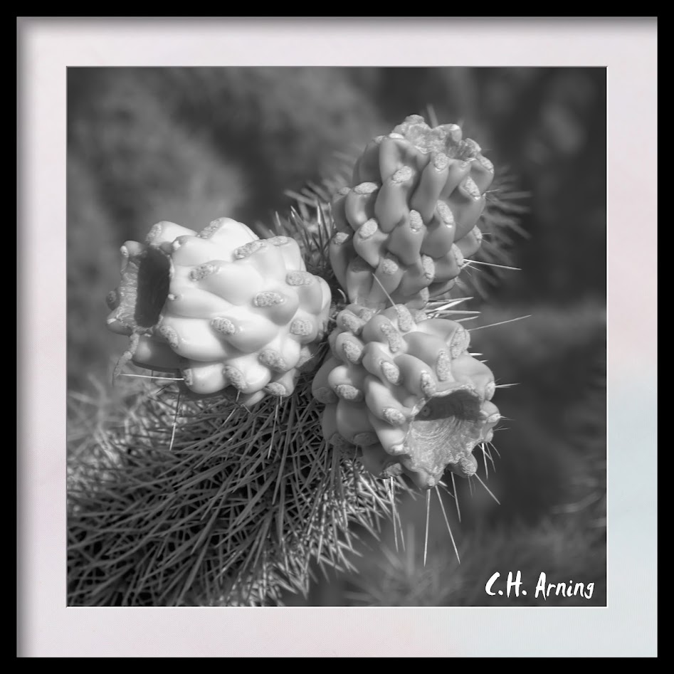 cactus in black and white