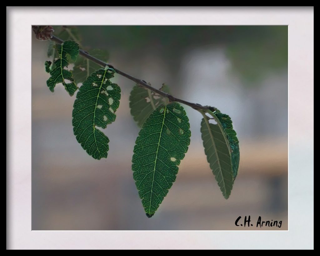 leaves