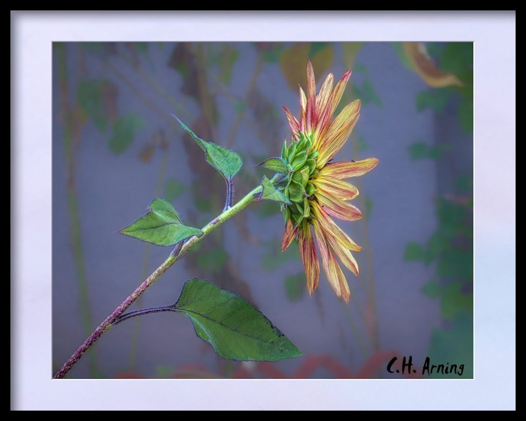 Sunflower in profile
