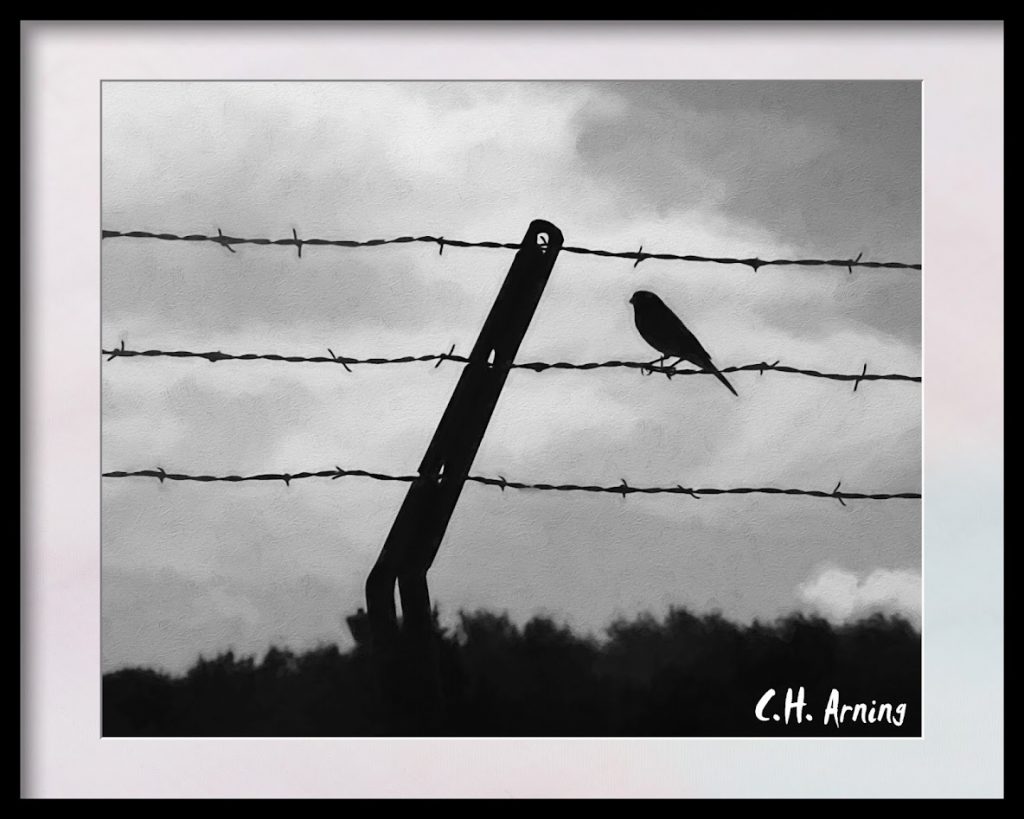 Bird Wire