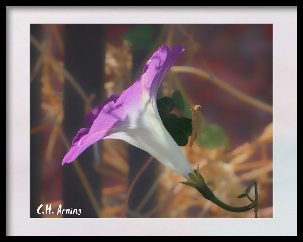 Morning glory
