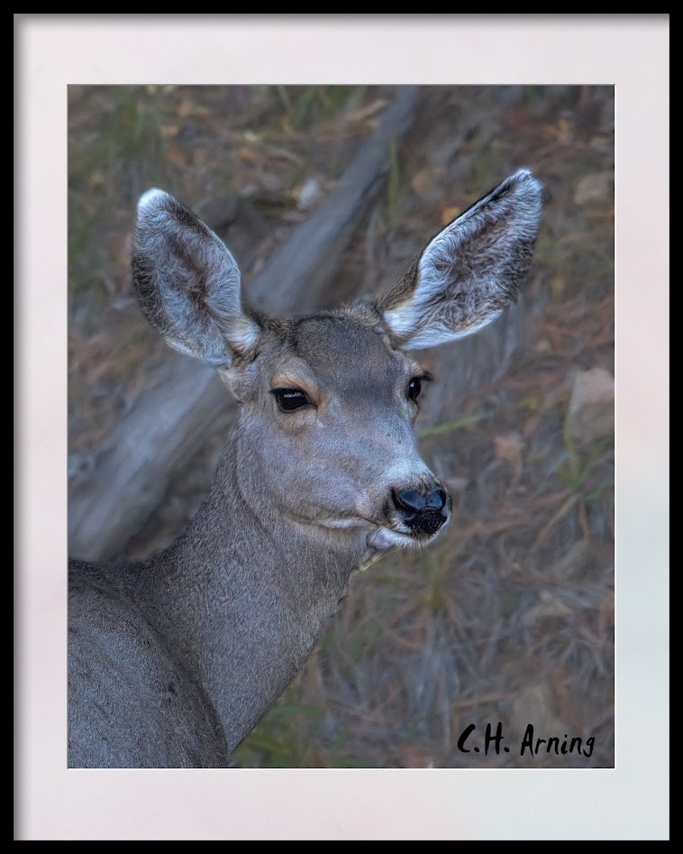 Wildlife