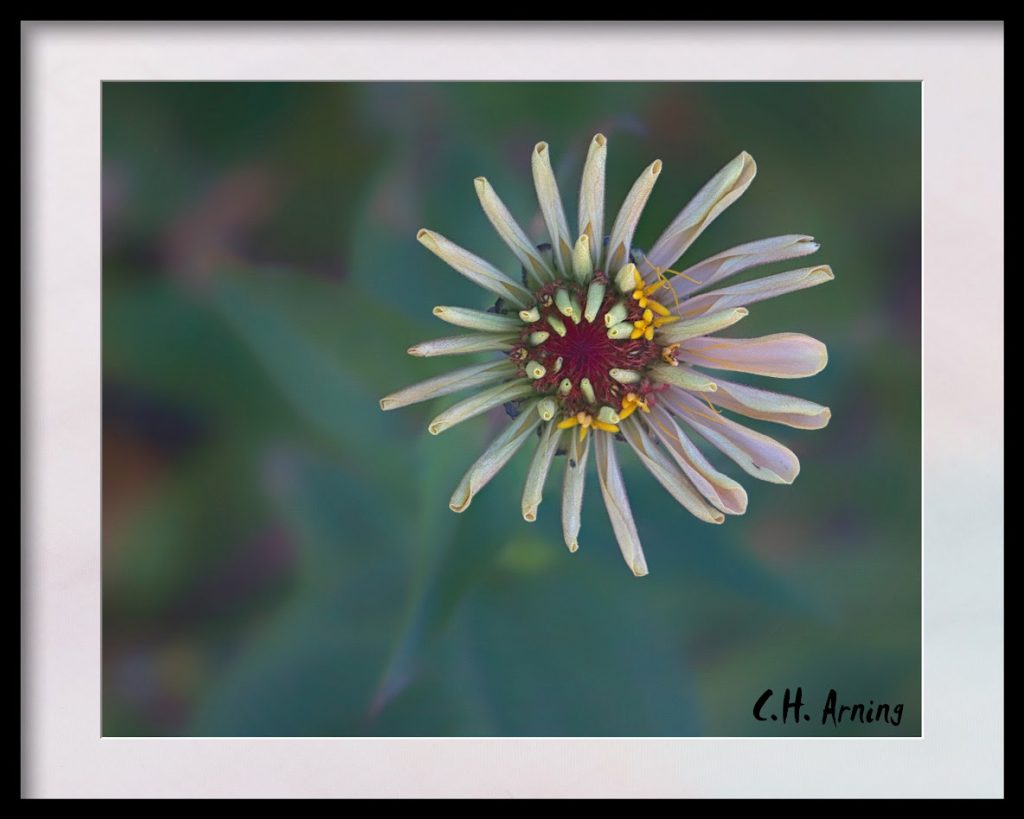 rolled petals
