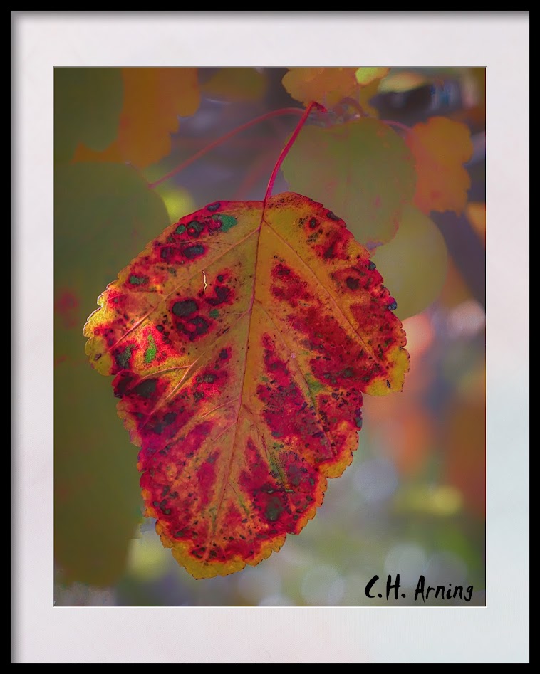 Fall Color