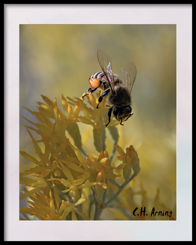 Loaded Bee
