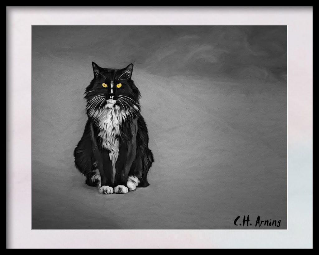 House Cat