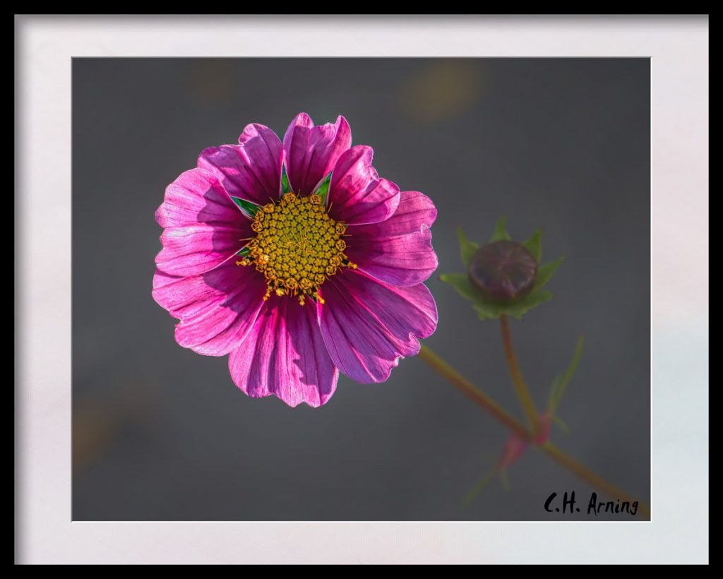 Fall Flower