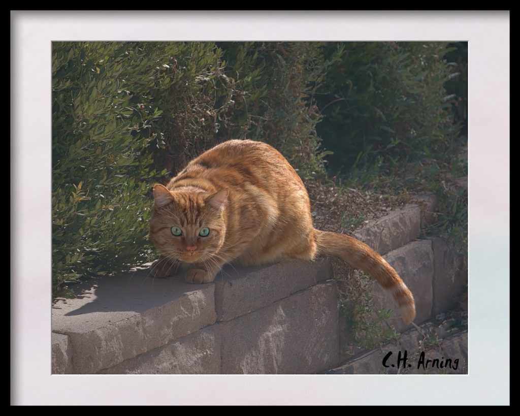 stalking