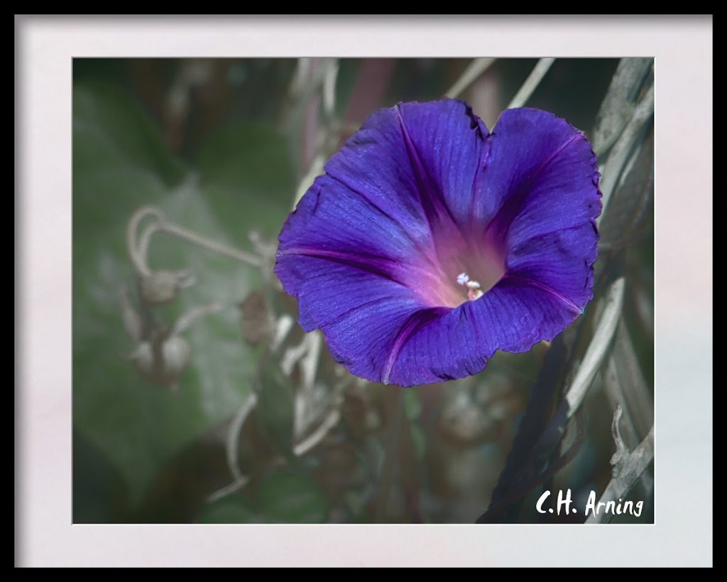 Morning Glory