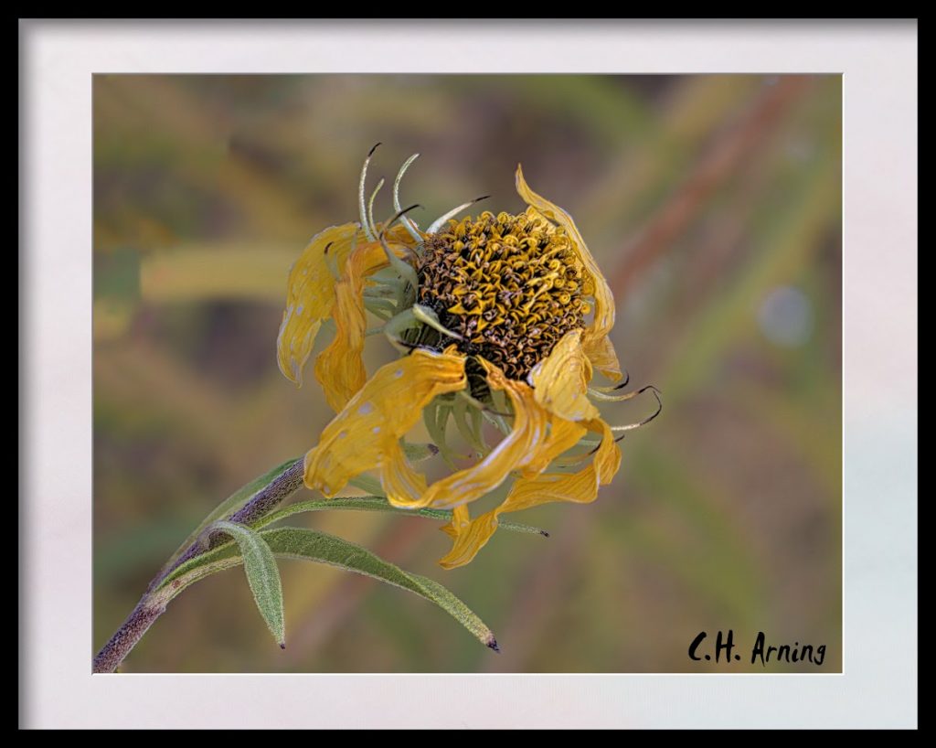 waning sunflower