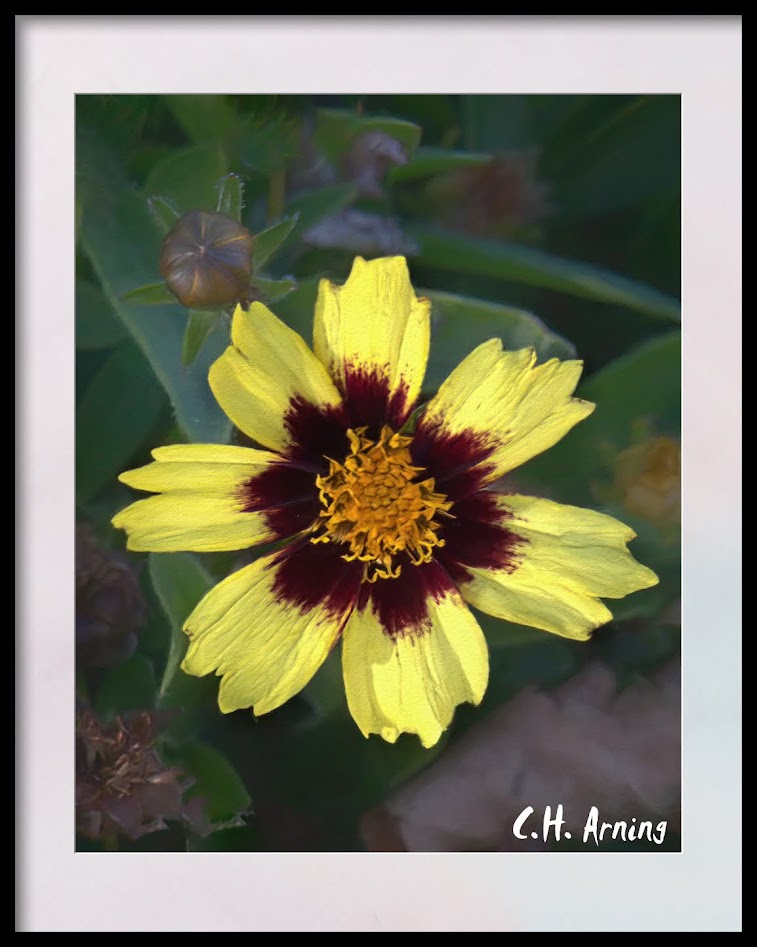 UNM Flower