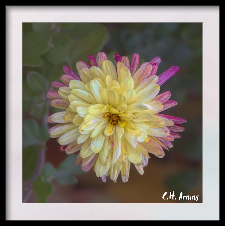 Flower on Vassar Dr