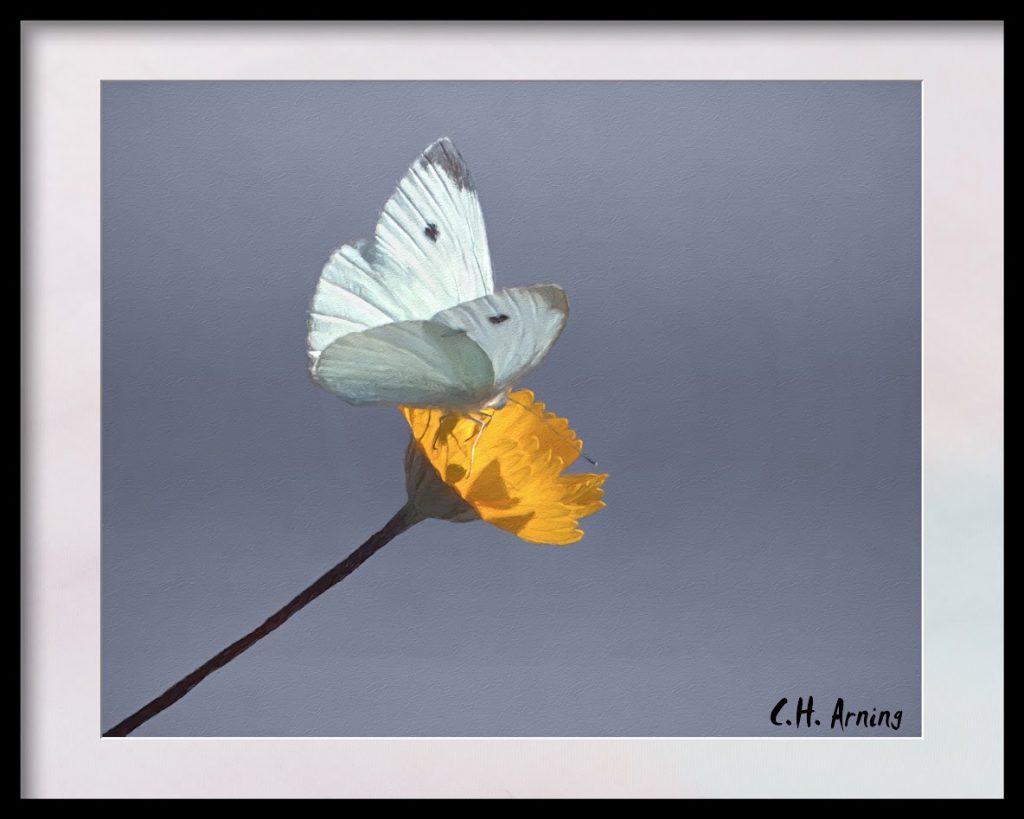 White Butterfly