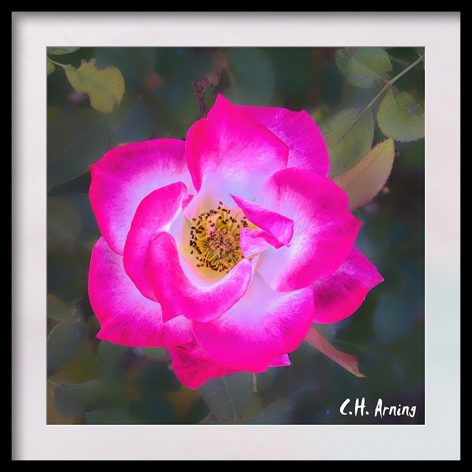 Late Rose