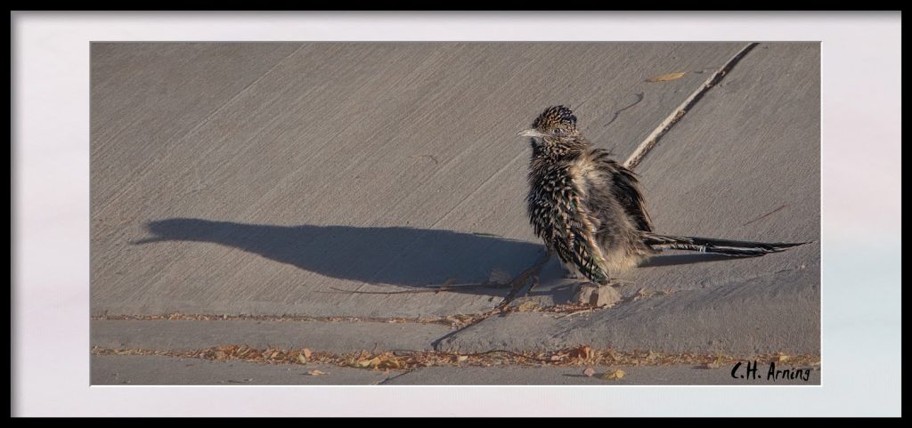 New Mexico Sunbathing
