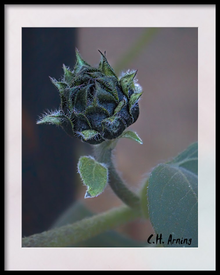 Sunflower bud