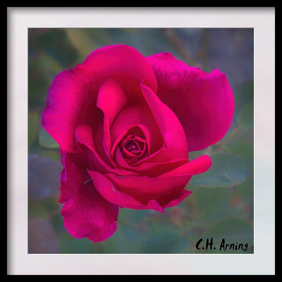 Late rose