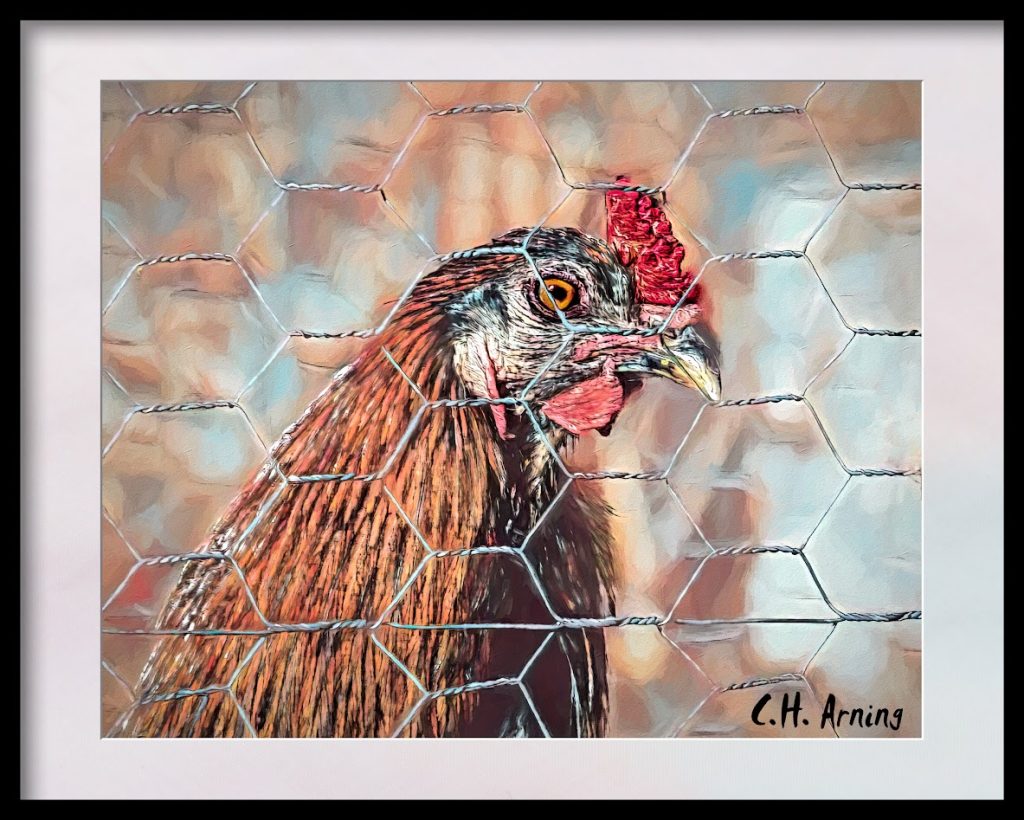 Pet Chicken
