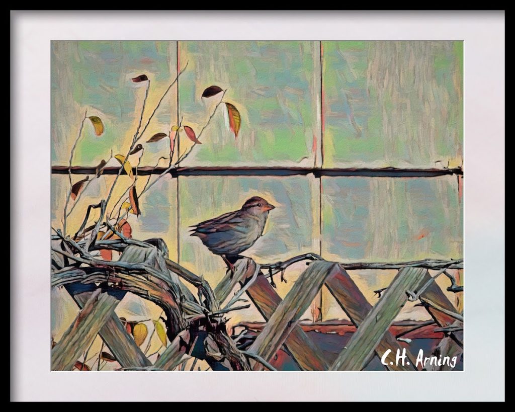 Sparrow