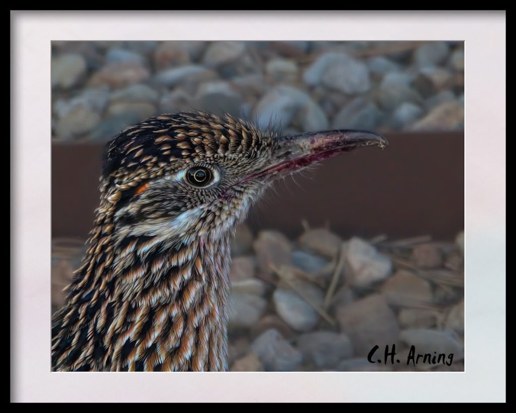 Roadrunner