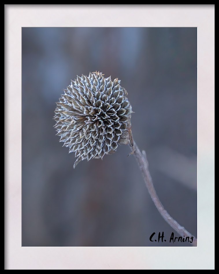 dried sunflower