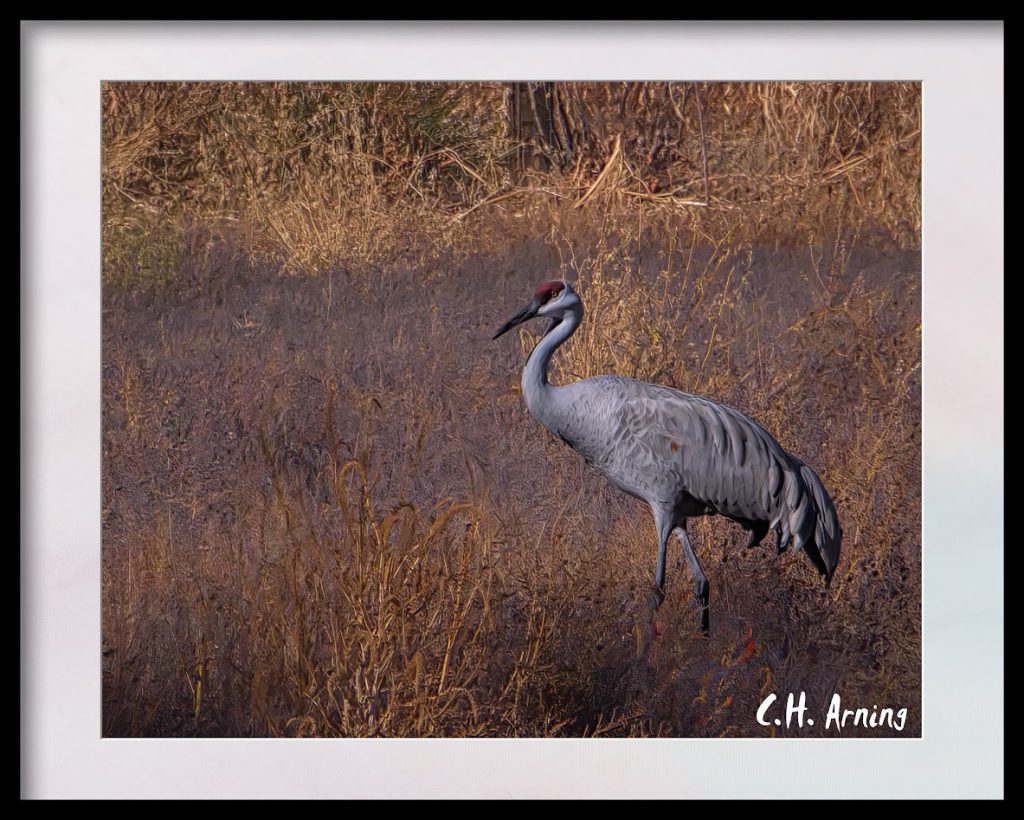Crane