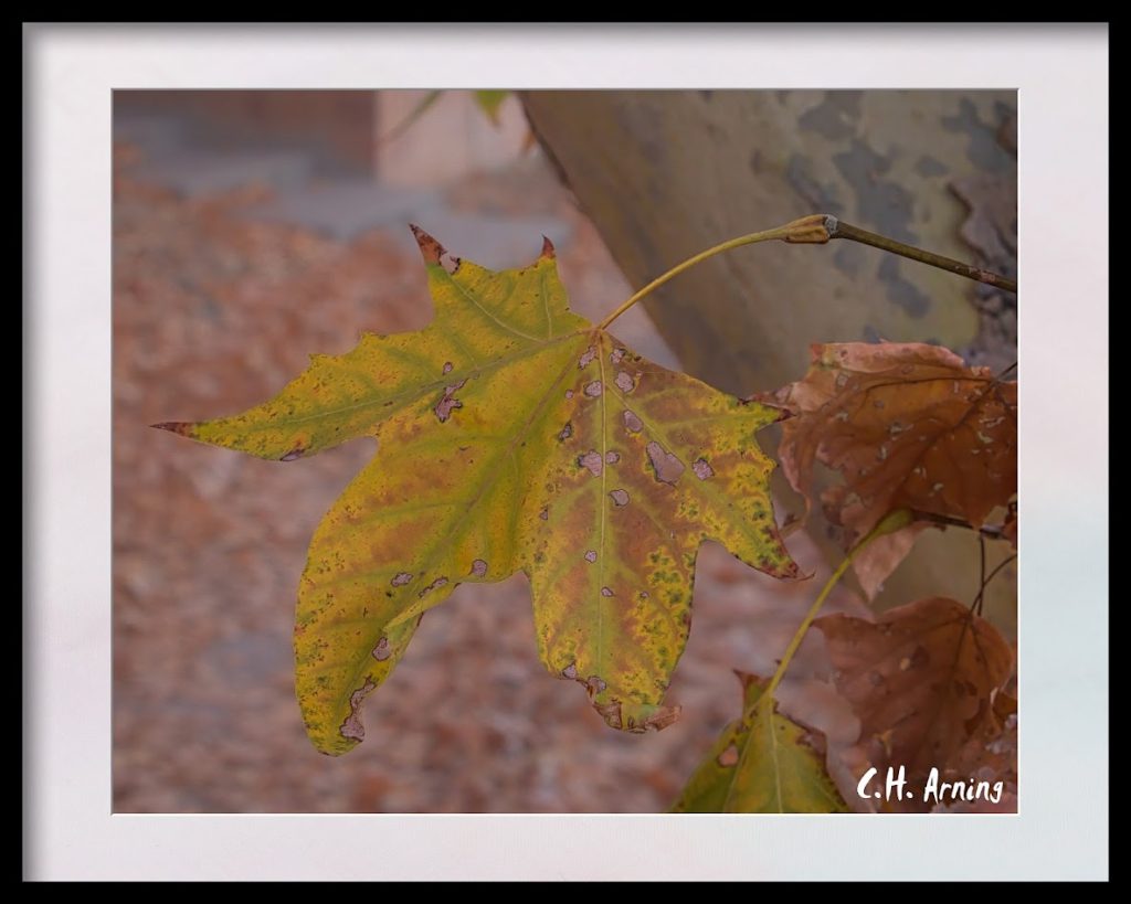 sycamore leaf