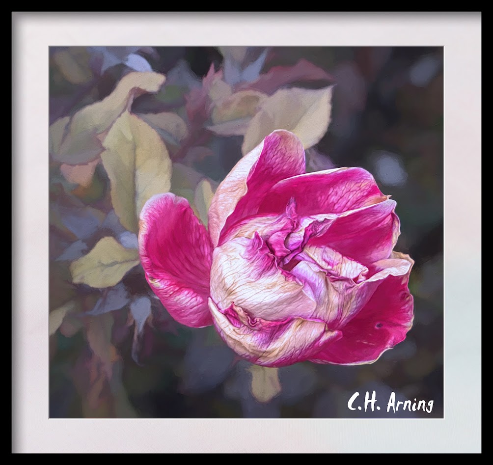 Winter Rose