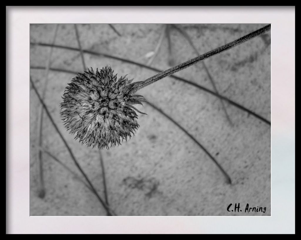 petalless