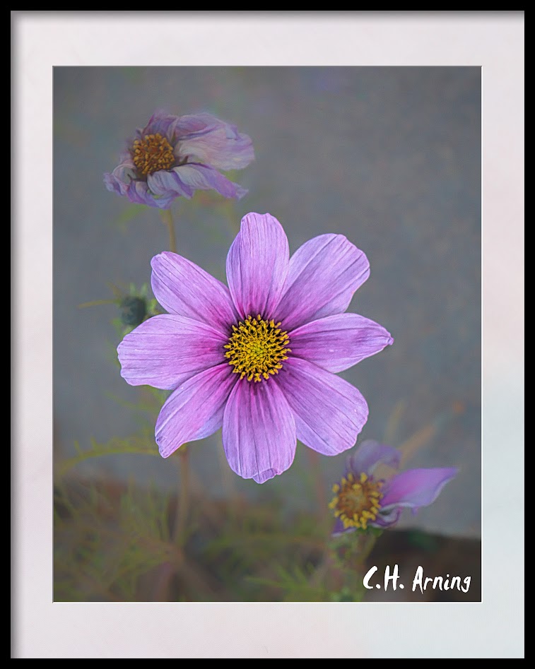 late bloom